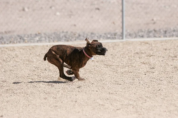 Boxer Cucciolo Esecuzione Parco Nella Ghiaia — Foto Stock