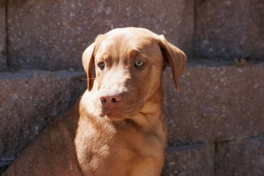Kırmızı pitbull köpek parkta duvar tarafından poz