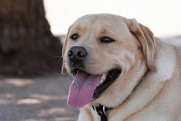 Smiling Natural Portrait Yellow Labrador Retriever — Stock Photo, Image