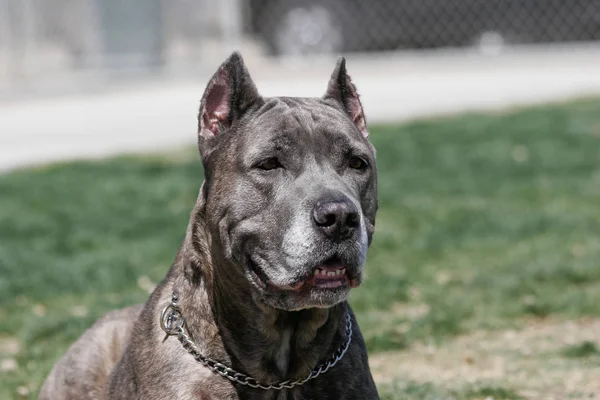 Cane Corso Posant Pour Portrait Naturel Plein Air Parc — Photo