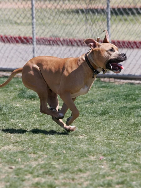 Brown Blandad Ras Hund Löper Genom Parken Uppspelning — Stockfoto