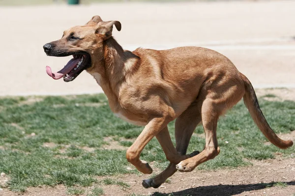 Μικτή Φυλή Σκύλου Που Τρέχει Μέσα Από Πάρκο Σκύλος Που — Φωτογραφία Αρχείου
