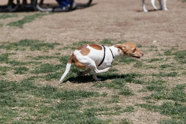Piccolo Cane Terrier Giro Parco Del Cane — Foto Stock