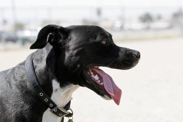 Perfil Lateral Pitbull Negro Feliz —  Fotos de Stock