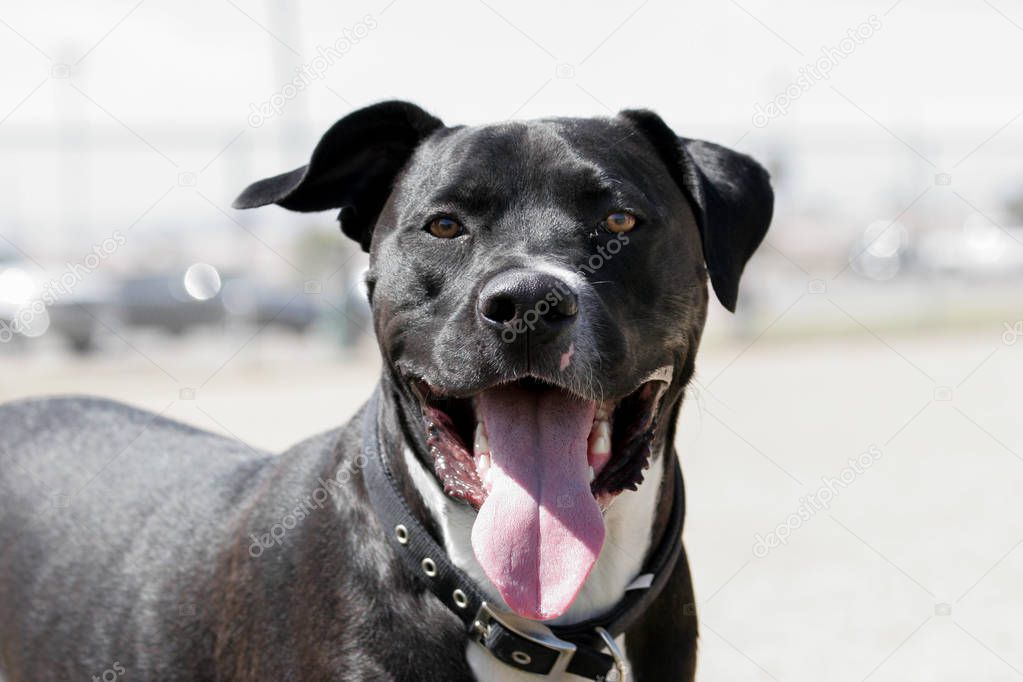 Happy black pitbull with a big smile