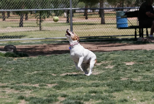 Mixed Breed Dog Catching Ball Park — Stock Photo, Image
