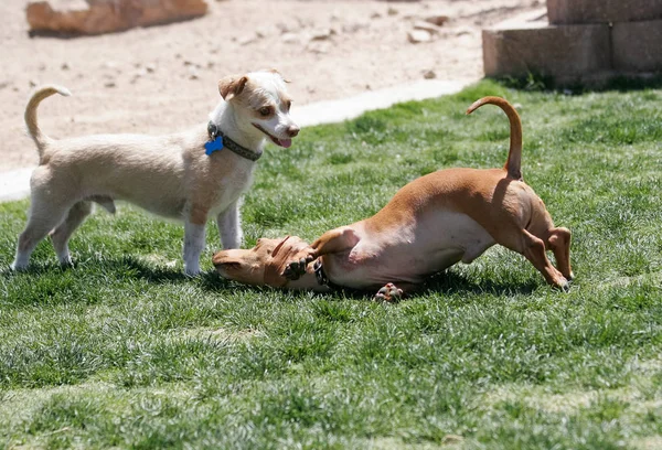 Dachshund Cachorro Brincando Parque Com Terrier Misto — Fotografia de Stock