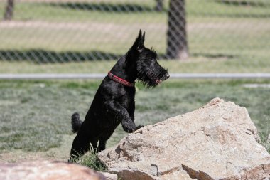 Scottish Terrier puppy posing on a rock for a park portrait clipart