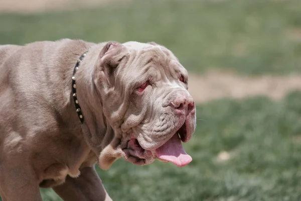 Neapolitan Mastiff Κουτάβι Μάτι Κερασιών — Φωτογραφία Αρχείου