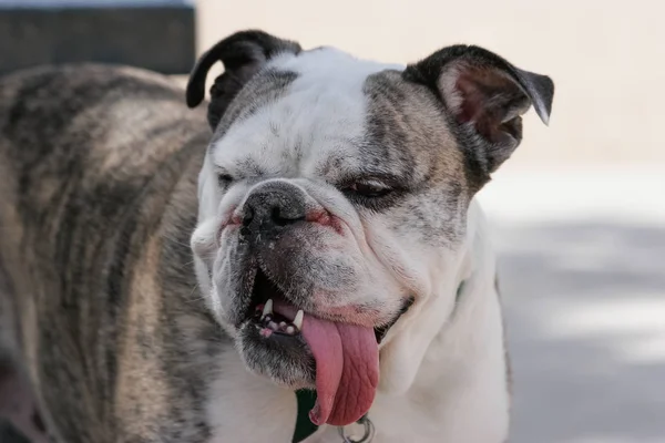 Bulldog His Tongue Out Cooling Shade — Stock Photo, Image