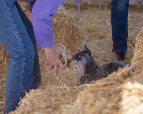 Saman bir av sırasında bulduktan sonra bir sıçan tüp kontrol schnauzer