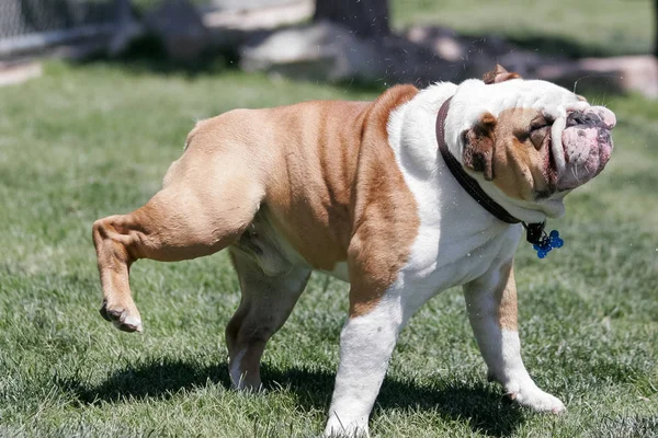 Bulldog Afschudden Van Water Bont Gras Het Park — Stockfoto