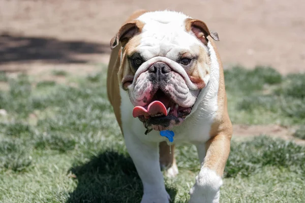 Bulldog Inglés Caliente Caminando Parque — Foto de Stock