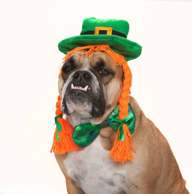 St Patrick's Day için giyinmiş bulldog