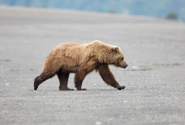 Grote Mannelijke Alaskan Bruine Beer Wandelen Aan Oevers Van Lake — Stockfoto