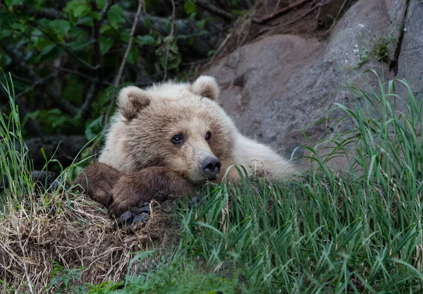 Θηλυκό Παραθαλάσσια Καφέ Αρκούδα Στηρίζεται Στη Χλόη Μια Προεξοχή Βράχου — Φωτογραφία Αρχείου