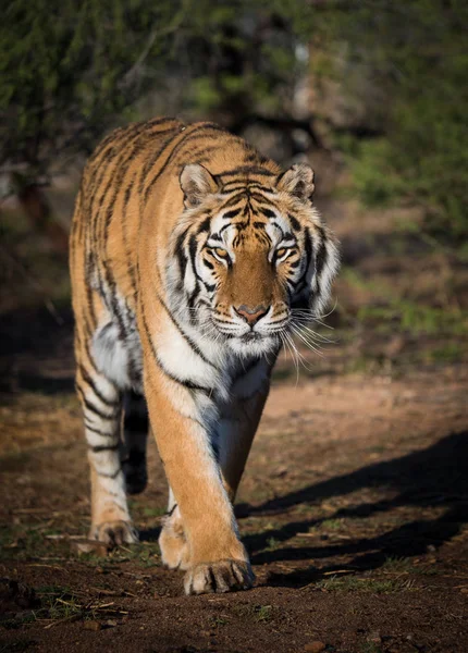 Tigre Marchant Sur Chemin Soleil Matin — Photo