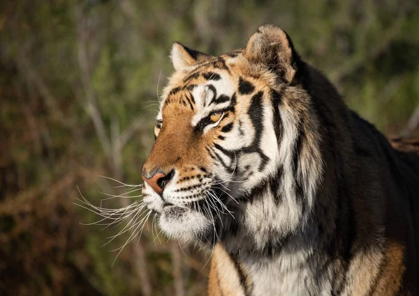 Profil Naturlig Belysning Porträtt Tiger Solen — Stockfoto