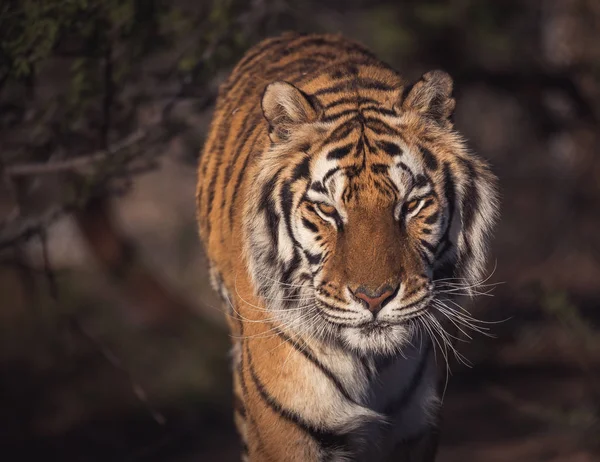 Headshot Naturlig Belysning Porträtt Tiger — Stockfoto
