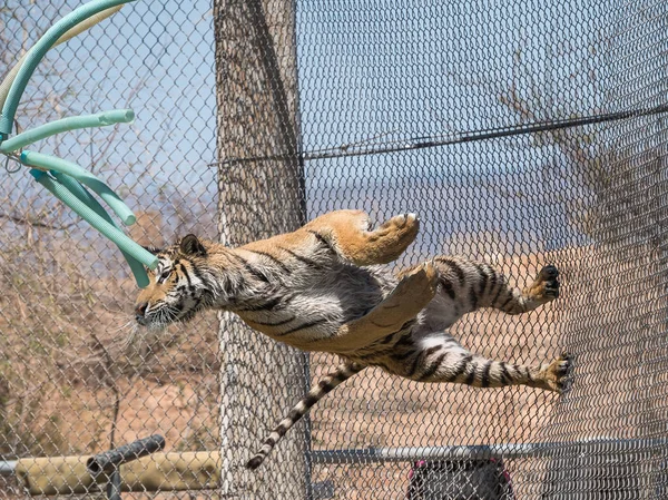 Tiger Lanserar Utanför Ett Chainlink Staket Show — Stockfoto