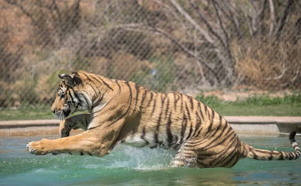 Tiger Som Landar Pool — Stockfoto
