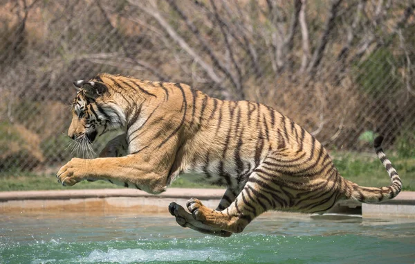 Tiger Hoppa Pool — Stockfoto