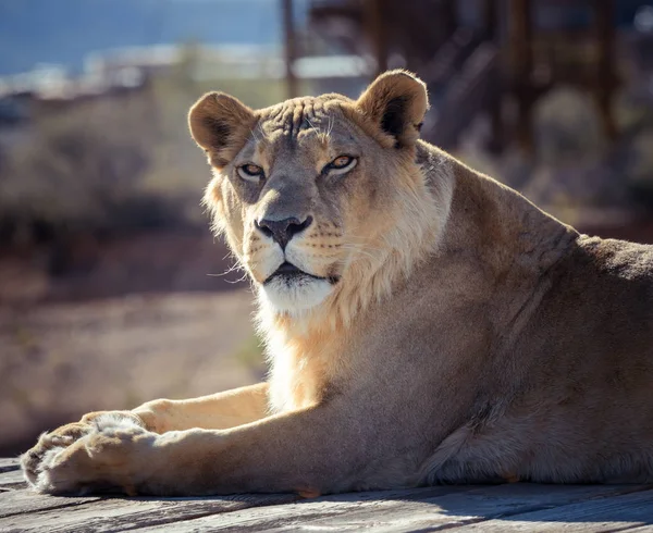Львица Лежащая Солнце — стоковое фото