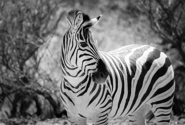 Schwarz Weiß Porträt Eines Zebras — Stockfoto