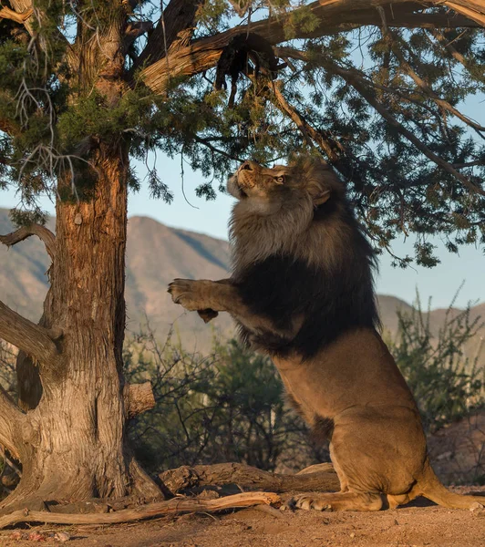 Lion Stojí Zadních Nohách Strom — Stock fotografie