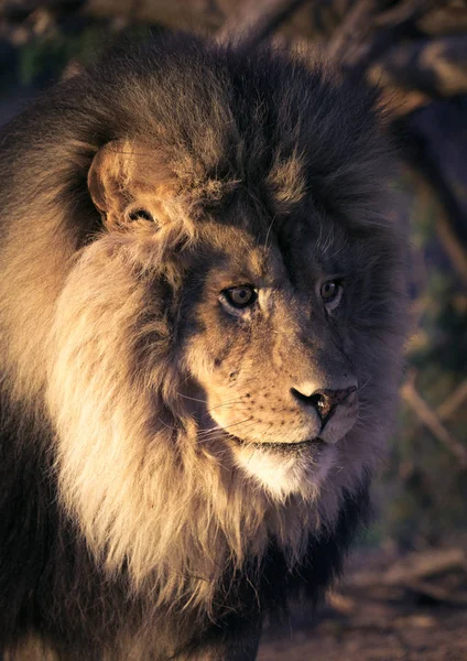 Снимок Головы Африканского Льва — стоковое фото