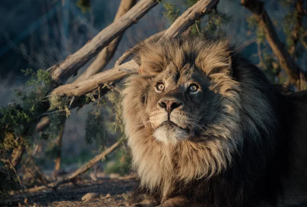 Afrikanska Manliga Lejon Det Tidiga Morgonljuset — Stockfoto