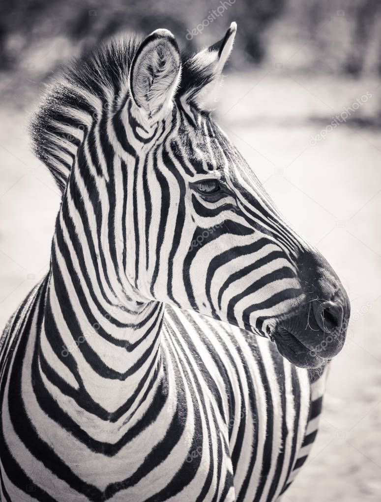 Close up portrait of a zebra in black and white