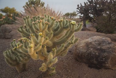 Cholla kaktüs Arizona çölde güneşin olarak ayarlar
