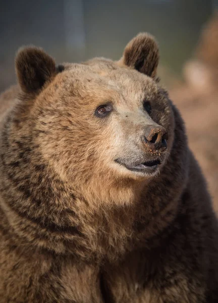 Hautnah Natürliches Licht Porträt Eines Grizzlybären — Stockfoto