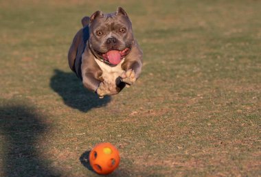 Zorba doğurmak köpek batan güneşin turuncu bir top karada havada atlama