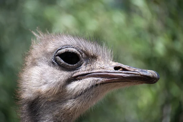 Extreme Close Profile Portrait African Ostrich — Stock Photo, Image