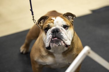 Bulldog şov ringinden yukarı bakıyor.