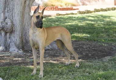 Danua parkta poz veriyor.