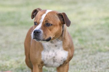 Staffordshire boğa korkunç