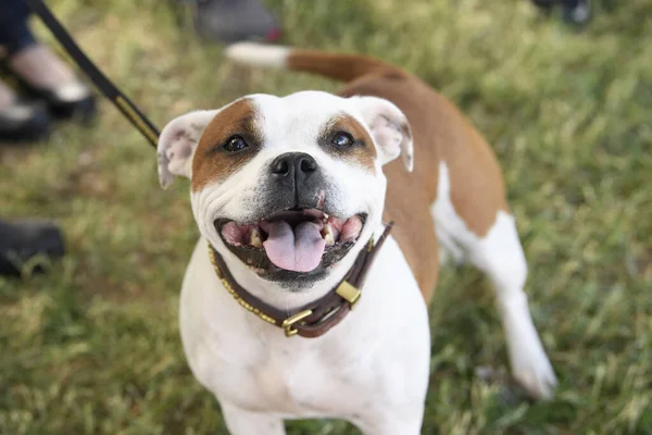 Gülümseyen Staffordshire Teriyeri