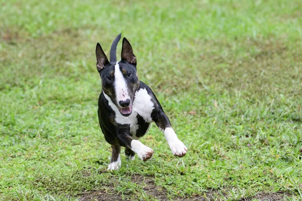 Mini bull terrier running in the grass — Stock Photo, Image