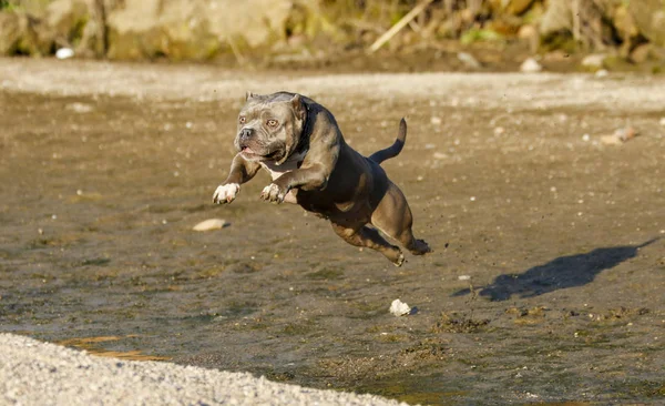 Pitbull Pies Skacze Błota Brzeg — Zdjęcie stockowe