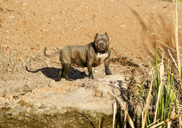 Pitbull Buldog Mieszany Pies Rasy Stojący Brzegu Pokryty Błotem Zabawie — Zdjęcie stockowe