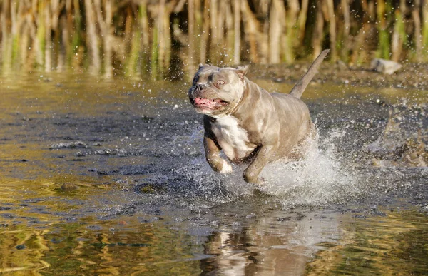 Pitbull Perro Corriendo Través Del Agua Jugando — Foto de Stock