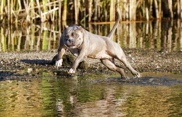 Mezclado Matón Crianza Perro Saltar Mudding Río Jugando — Foto de Stock