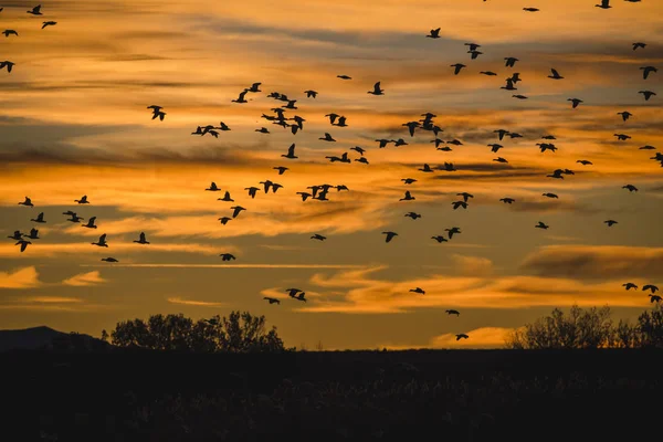 Snow geese flock at sunrise over Bosque — Stock Photo, Image