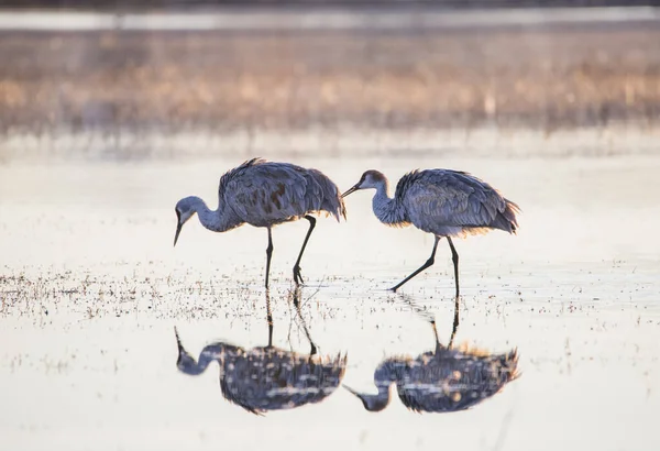 Sandhill cranes and their reflections on the water — Stock Photo, Image