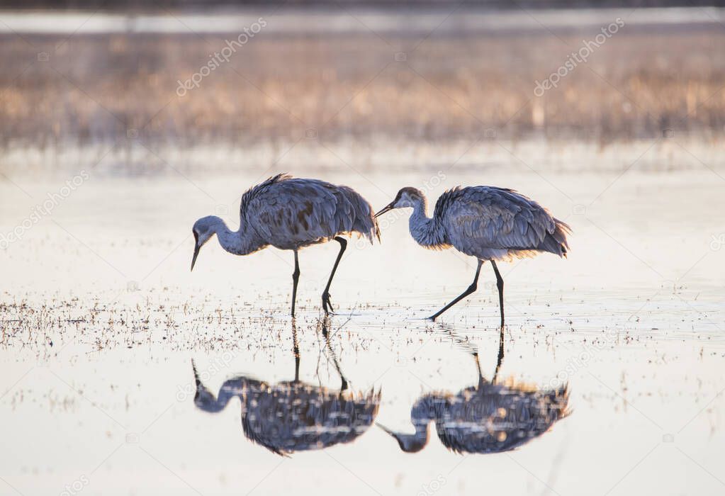 Sandhill cranes and their reflections on the water