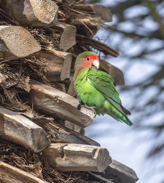 Bright green love bird preening on a tree