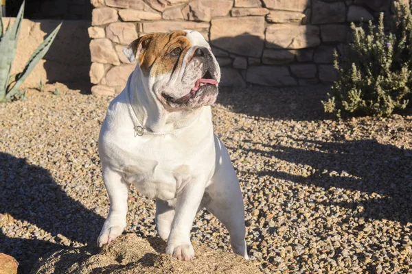 Inglês bulldog posando em uma rocha — Fotografia de Stock